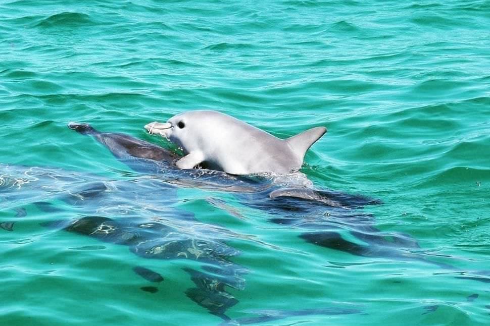 Swim with Wild Dolphins, Excludes Transfers