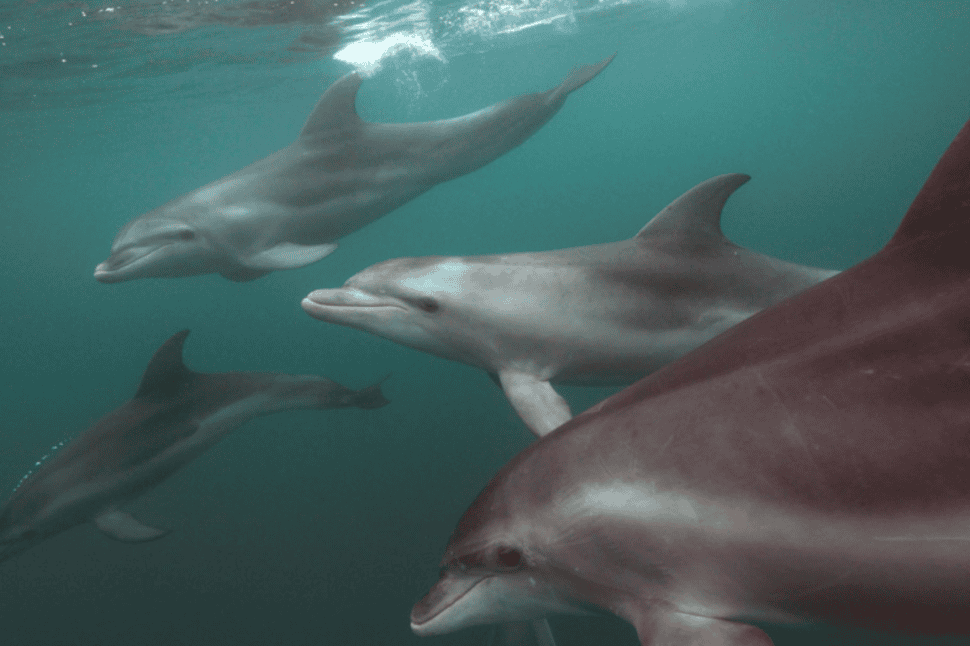 Swim with the Dolphins in Sorrento