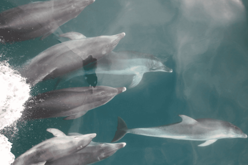 Swim with the Dolphins in Sorrento