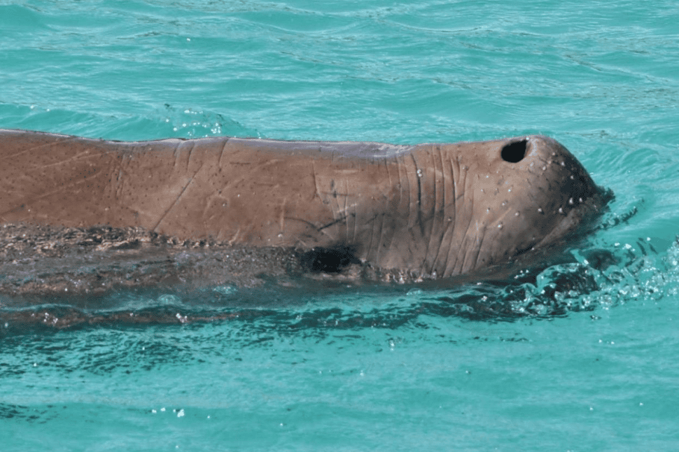 Eco Marine Safari Cruise and Snorkel