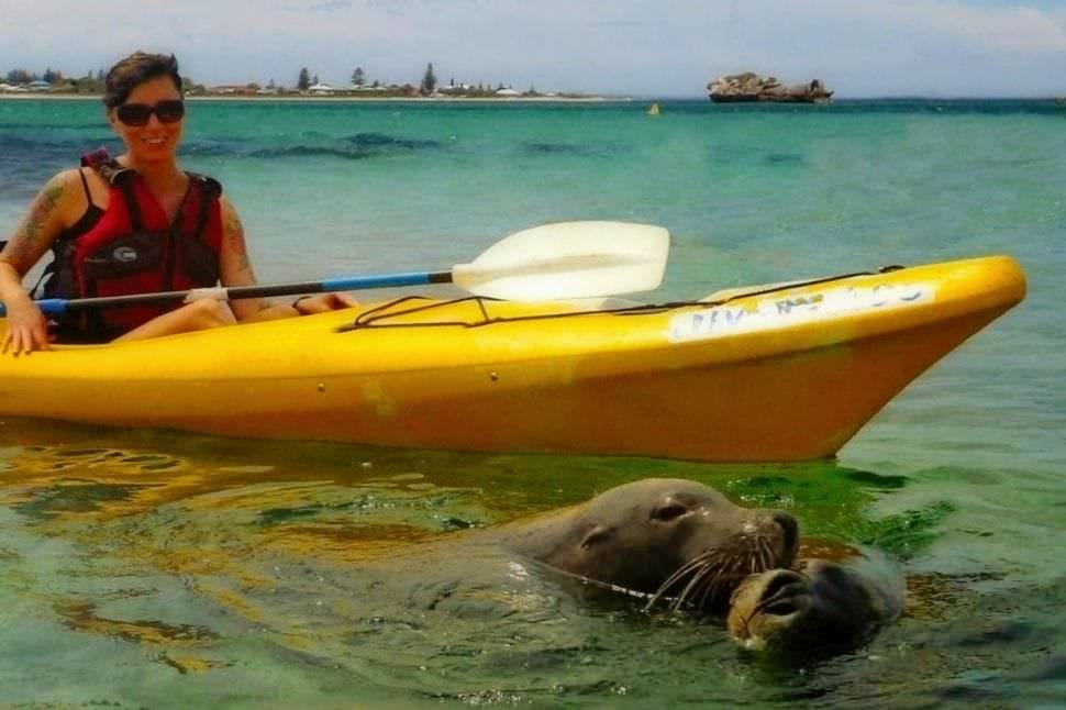 Seal and Penguin Islands Sea Kayak Day Tour