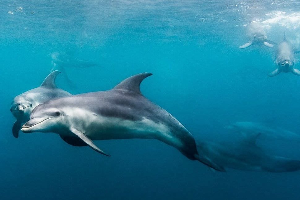 Swim with Dolphins, Adult