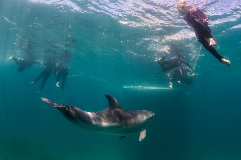Swim with Dolphins, Adult
