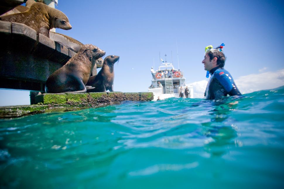 Swim with Dolphins, Adult