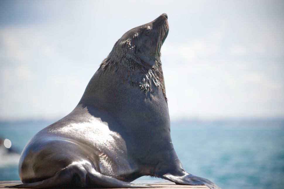 3-hour Dolphin and Seal Sightsee