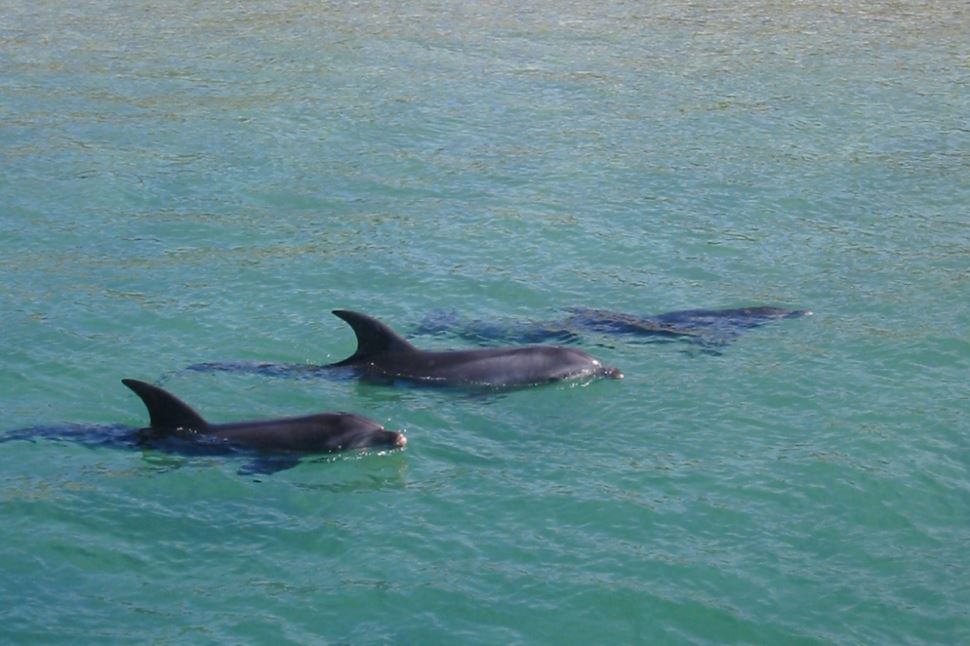 3-hour Dolphin and Seal Sightsee