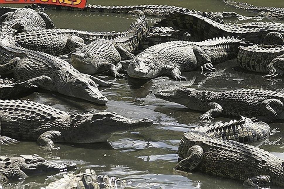Family Crocodile Adventure