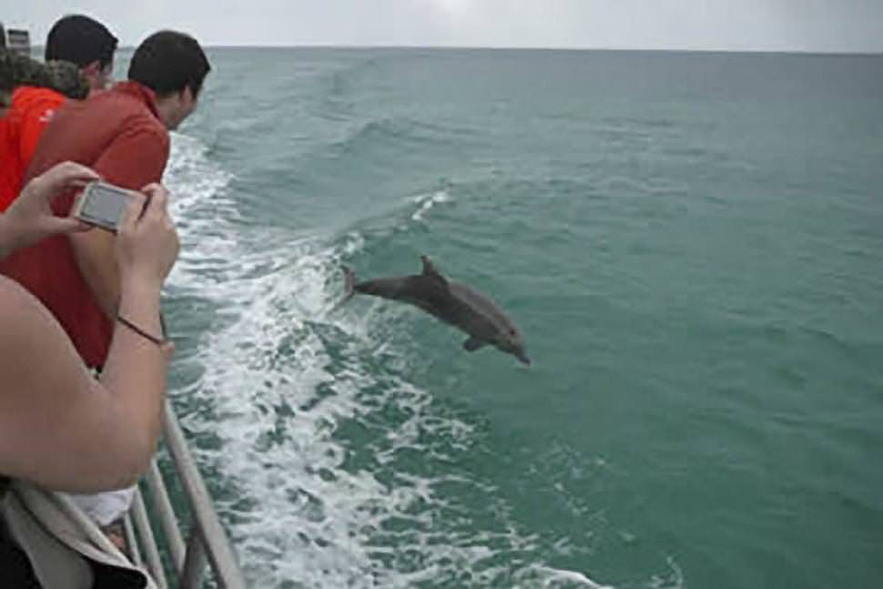 Dolphin Cruise with Brisbane Transfers