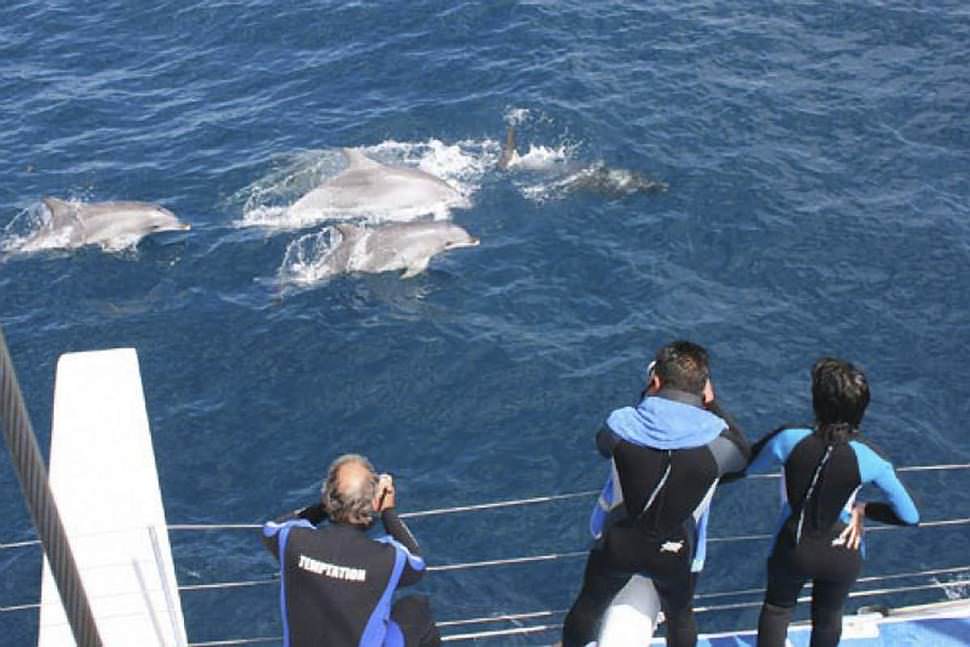 Dolphin Watch