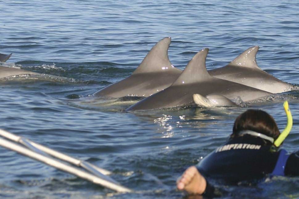 Swim with Wild Dolphins