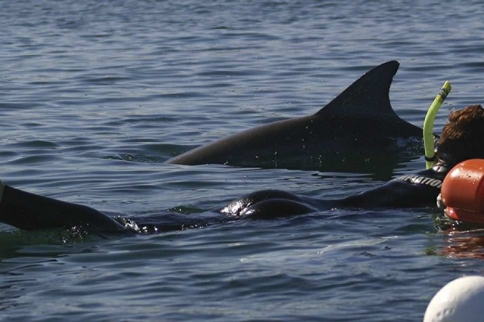 Swim with Wild Dolphins