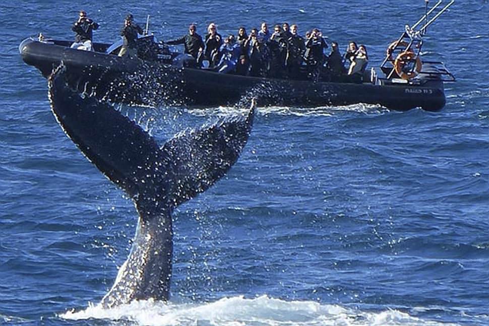 Whale Watching in a Fast Military Boat from Manly