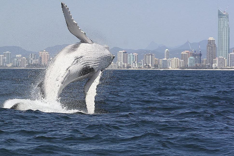 Whales in Paradise Family Pass
