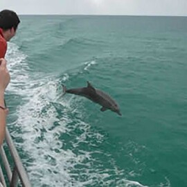 Dolphin Cruise with Brisbane Transfers (child)