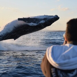 Whale Watching From a Fast Military Boat