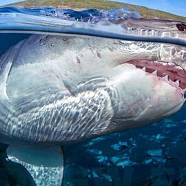 Great White 4 Day Getaway, Surface Cage Diver