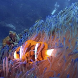 Snorkelling Adventure on the Sunshine Coast