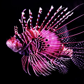 Aquarium by Twilight, Guided Nocturnal Tour