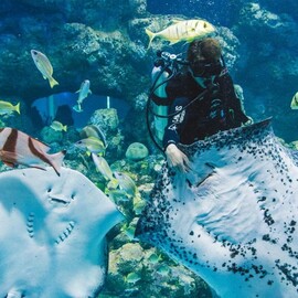 Cairns Aquarium General Admission