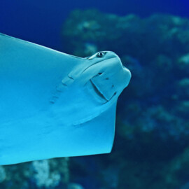Marine Life Encounter at Cairns (child)