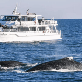Phillip Island Whale Watch