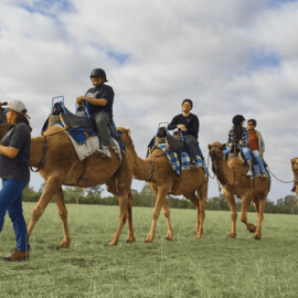 Sunrise Camel Ride