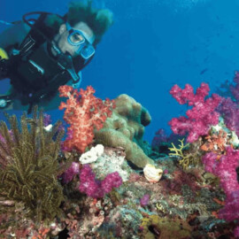 Single Scuba Dive at WaveBreak Island