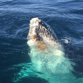 Sydney Dolphin and Whale Watching (child)