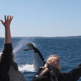 Whale Watch at Whale Heritage Site (child)