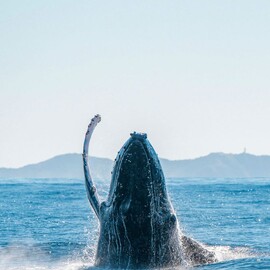 Byron Bay Whale Watching Tour (child)