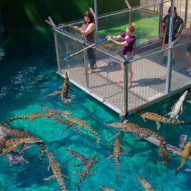 Brave Young Croc Feeders. A VIP Adventure Day