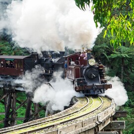 Puffing Billy And Penguin Parade Tour (child)