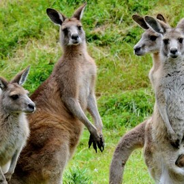 Healesville and Phillip Island Wildlife Bus Tour