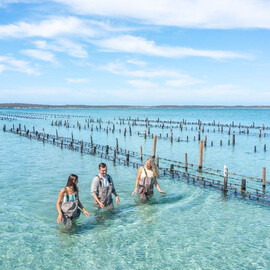 Oyster Farm and Bay Tour with Wading