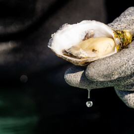 Coffin Bay Oyster Farm Tour