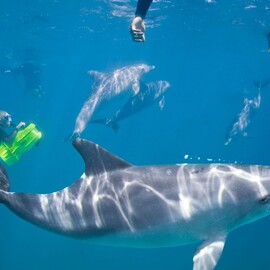 Swim with Wild Dolphins With Perth Transfers