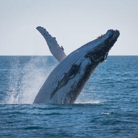 Whale Watching Adventure, Afternoon Sail