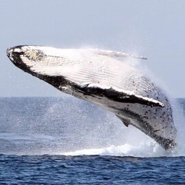 Luxury Whale Watching Adventure