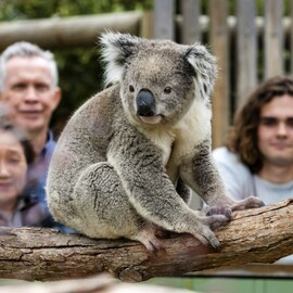 Two Bays Scenic and Wildlife Bus Tour (child)