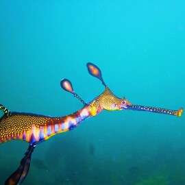 Snorkel with Sea Dragons