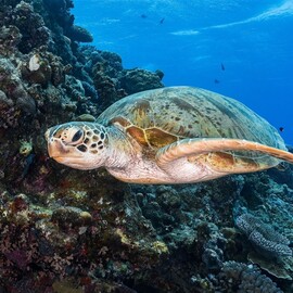 Introductory Dive, Port Douglas