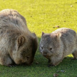 Maria Island National Park Adventure