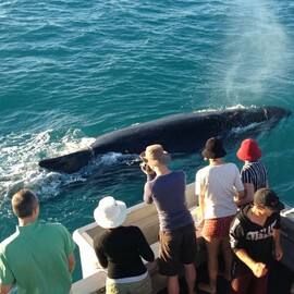 Broome Sunset Whale Cruise