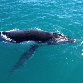 Morning Whale Watching Cruise