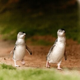 Phillip Island Penguin Parade & Koala Highlights
