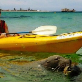 Seal and Penguin Islands Sea Kayak Day Tour