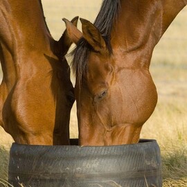 Horses, Wine and Beer Tour