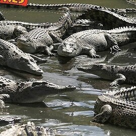 Family Crocodile Adventure