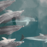 Dolphin Watch in Port Phillip Bay Dolphin Watch in Port Phillip Bay