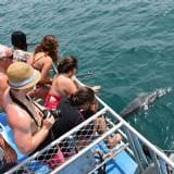 Dolphin Cruise with Brisbane Transfers, Family Dolphin Cruise with Brisbane Transfers, Family